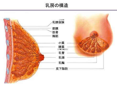 乳房の構造