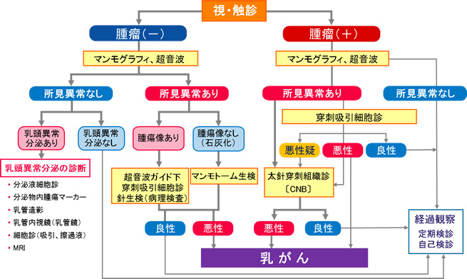 乳房で行う基本検査と検査の手順図